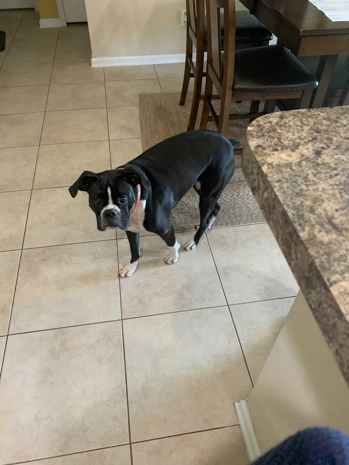 Lost dog in Jacksonville, FL, 32218