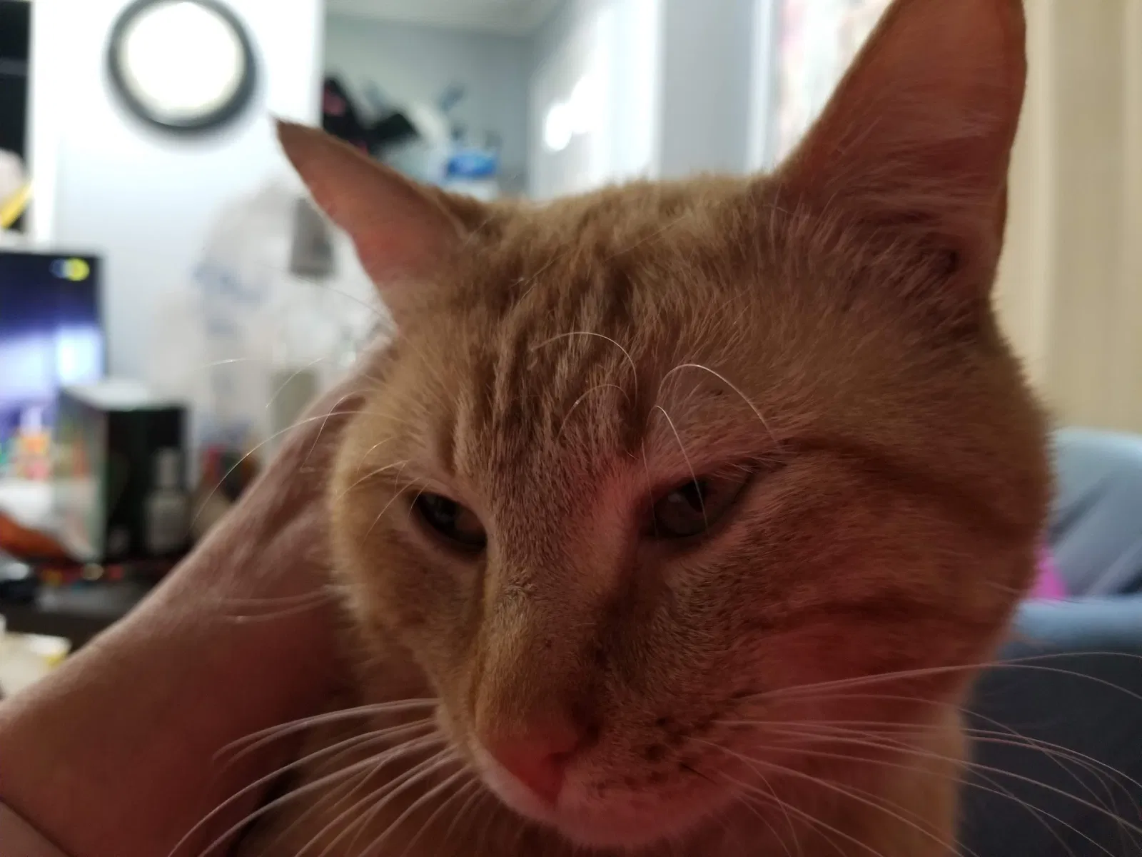 Lost cat in West Des Moines, IA, 50265