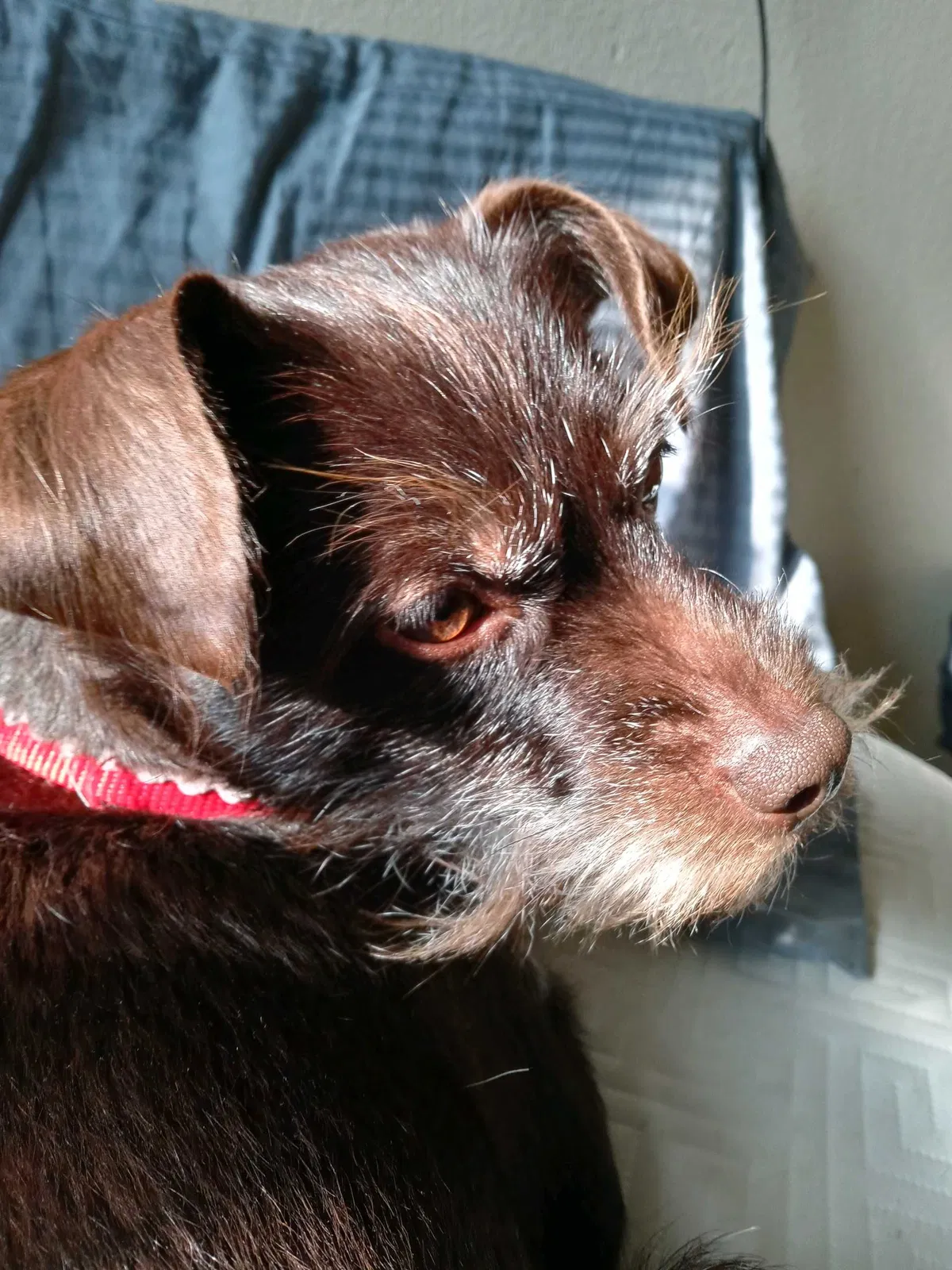 Lost dog in Columbus, OH, 43201