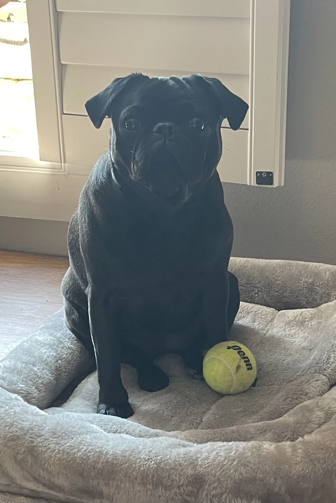 Lost dog in Denton, TX, 76201