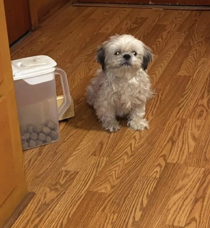 Lost dog in Dallas, TX, 75211