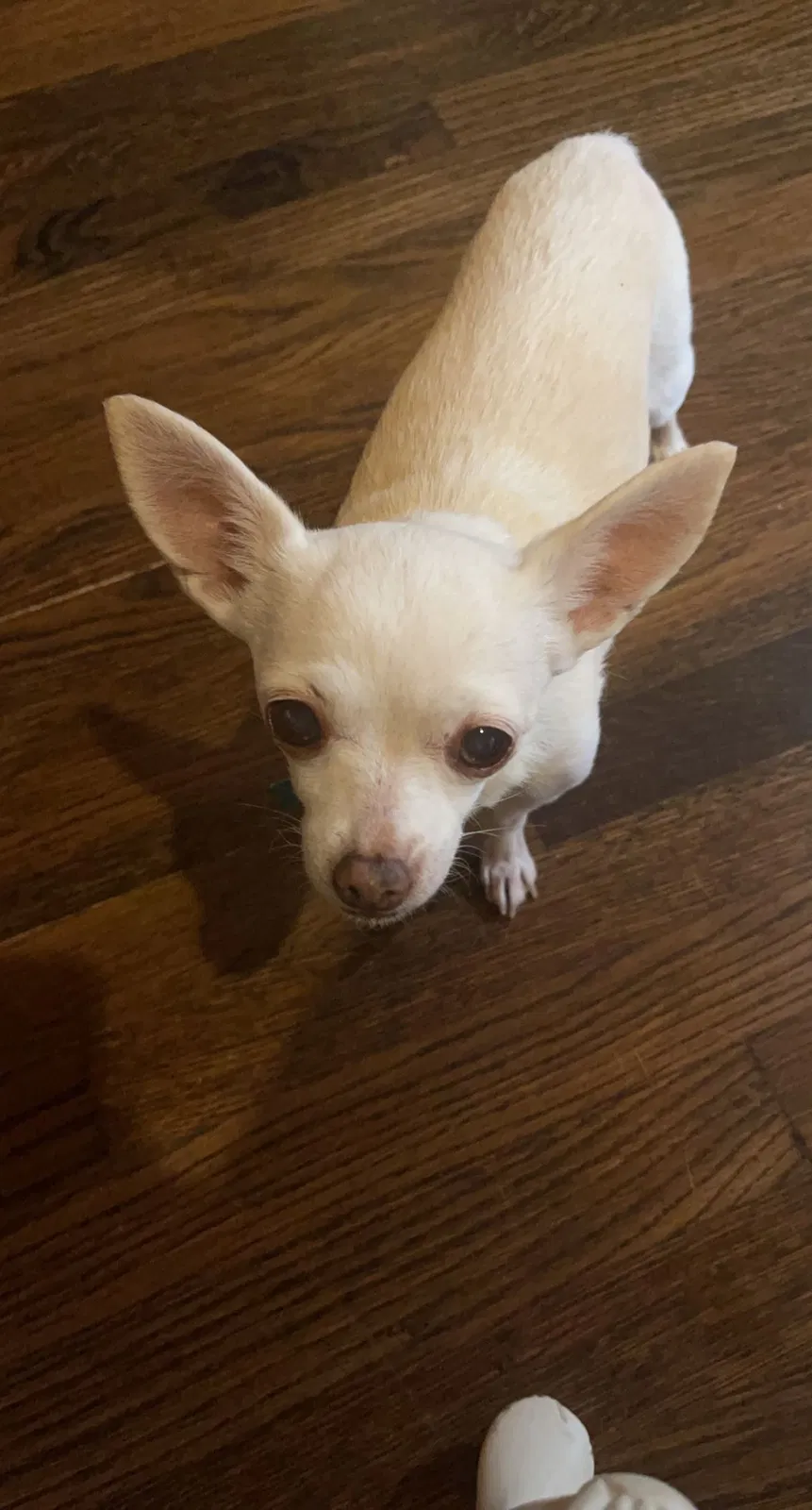 Lost dog in Dallas, TX, 75229