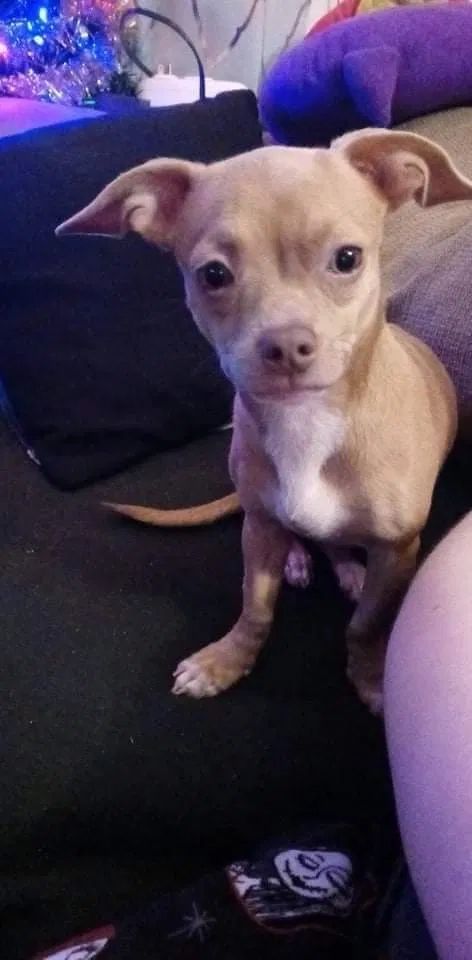 Lost dog in Alma, MI, 48801