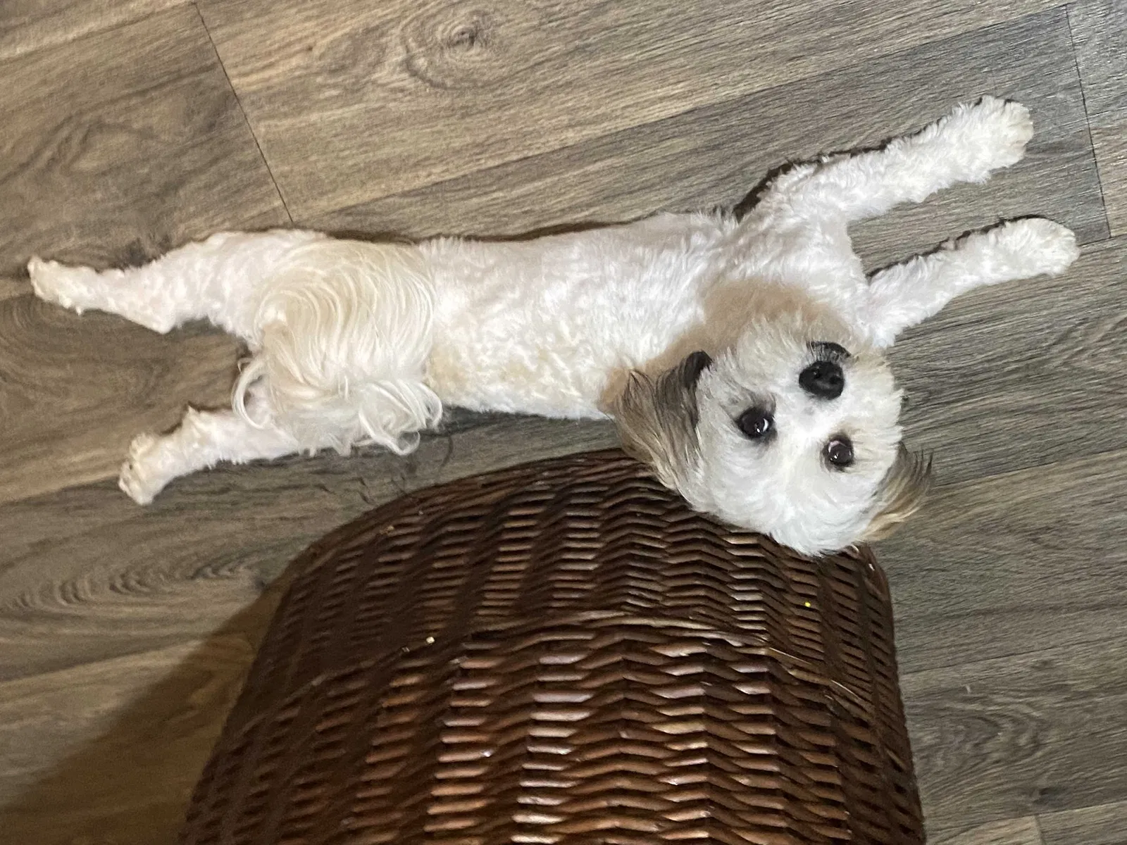 Lost dog in Hutto, TX, 78634