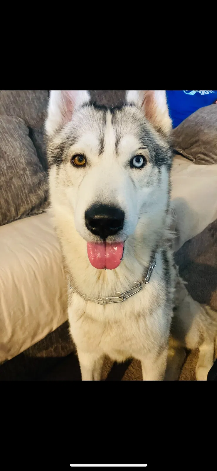 Lost dog in Hutto, TX, 78634