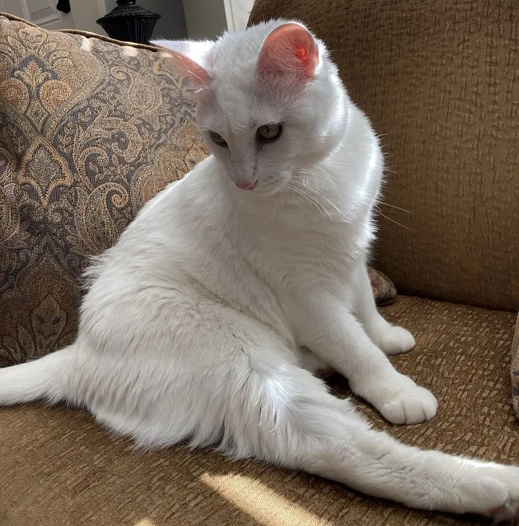 Lost cat in Austin, TX, 78748