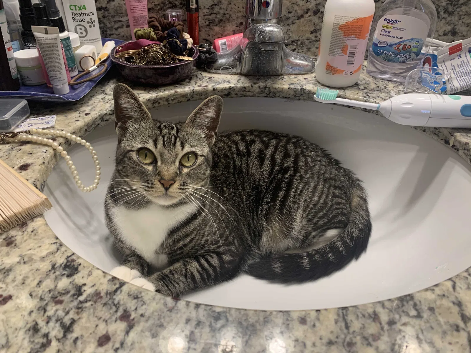 Lost cat in Austin, TX, 78741