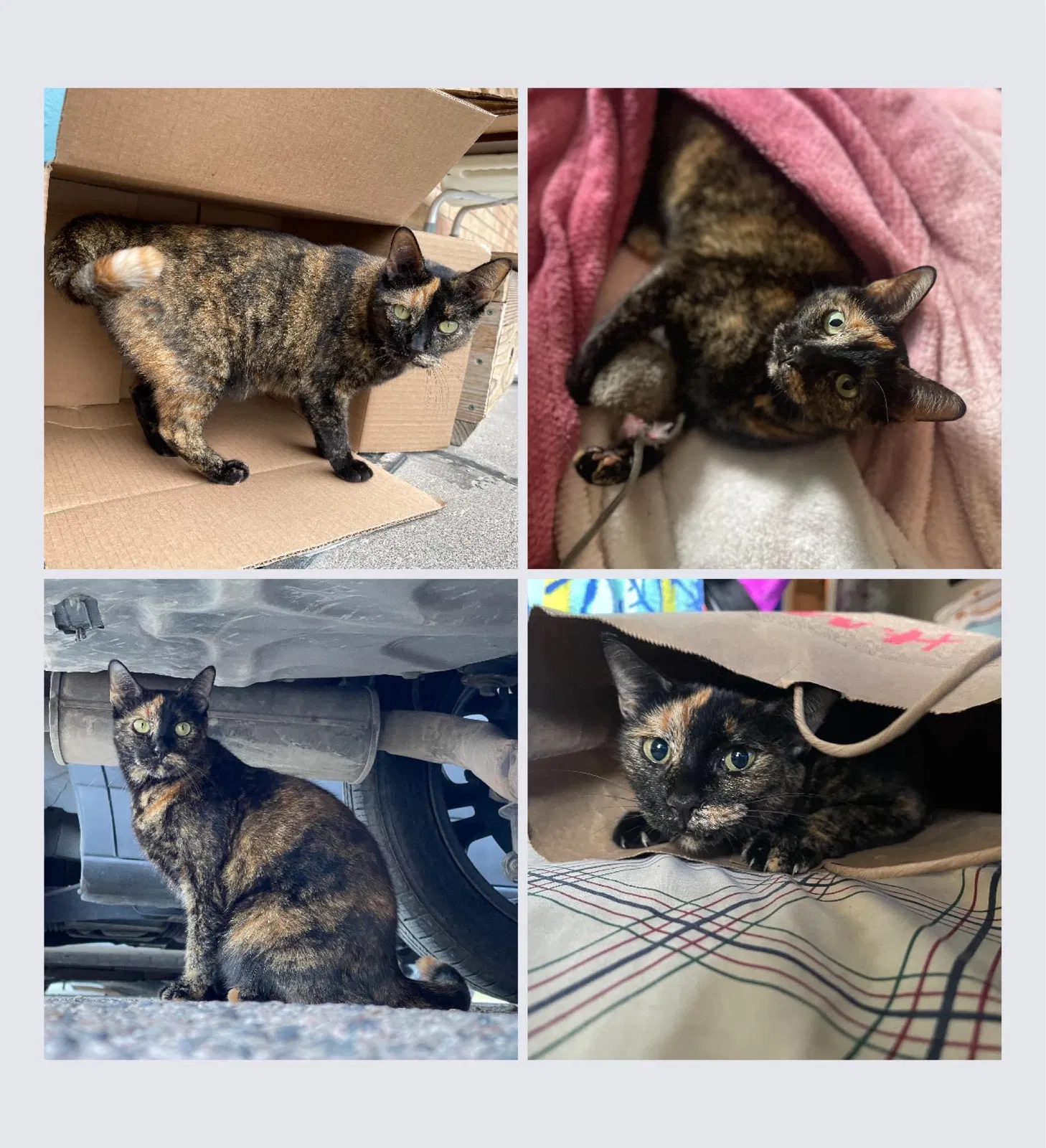 Lost cat in Dallas, TX, 75203