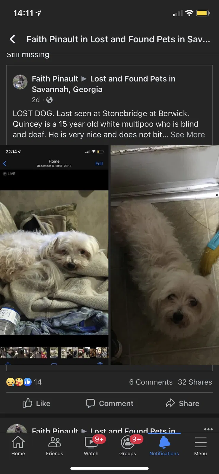 Lost dog in Savannah, GA, 31419