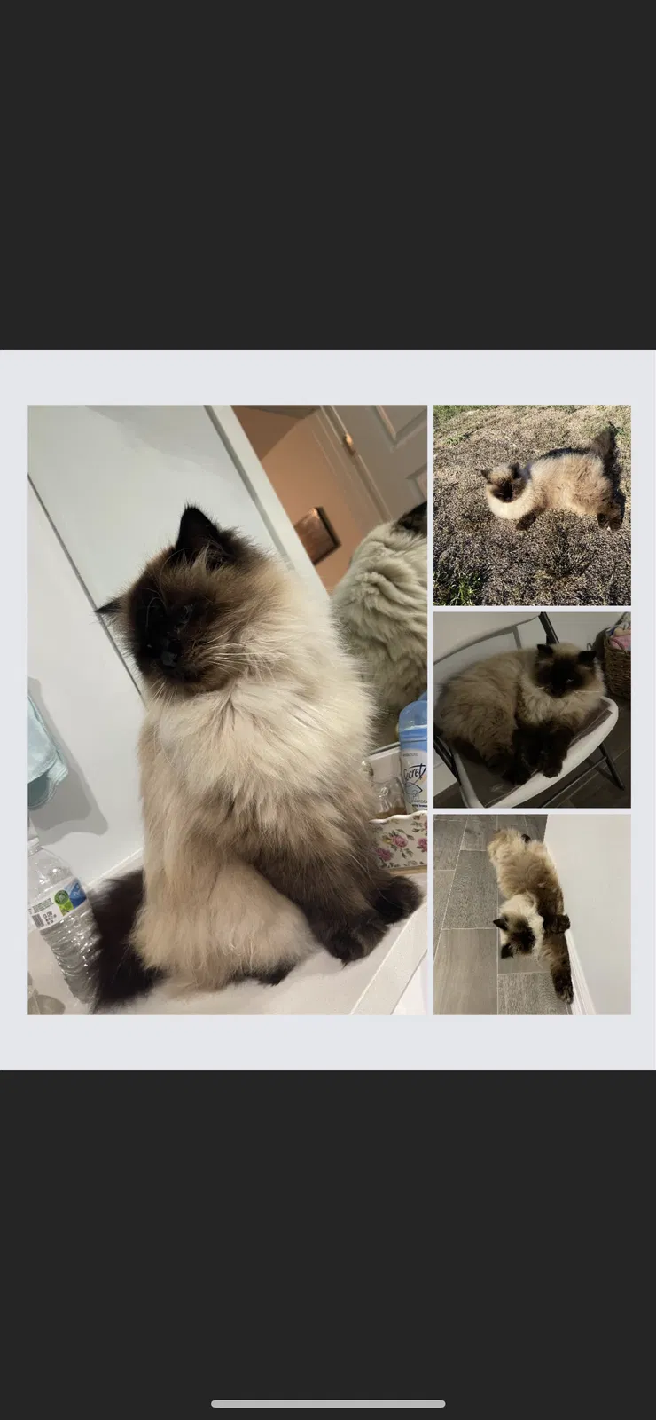 Lost cat in Laredo, TX, 78045