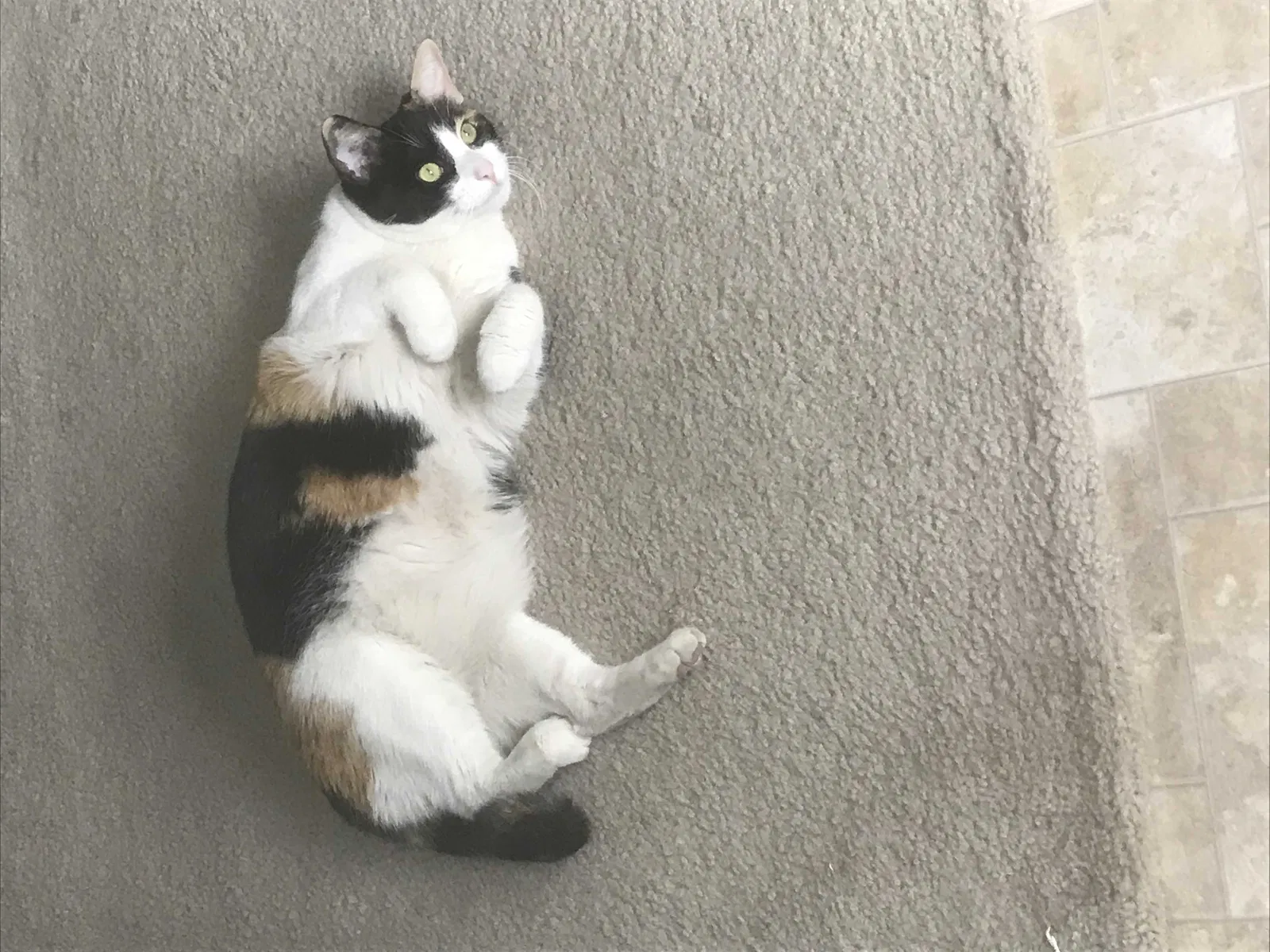 Lost cat in Phoenix, AZ, 85035