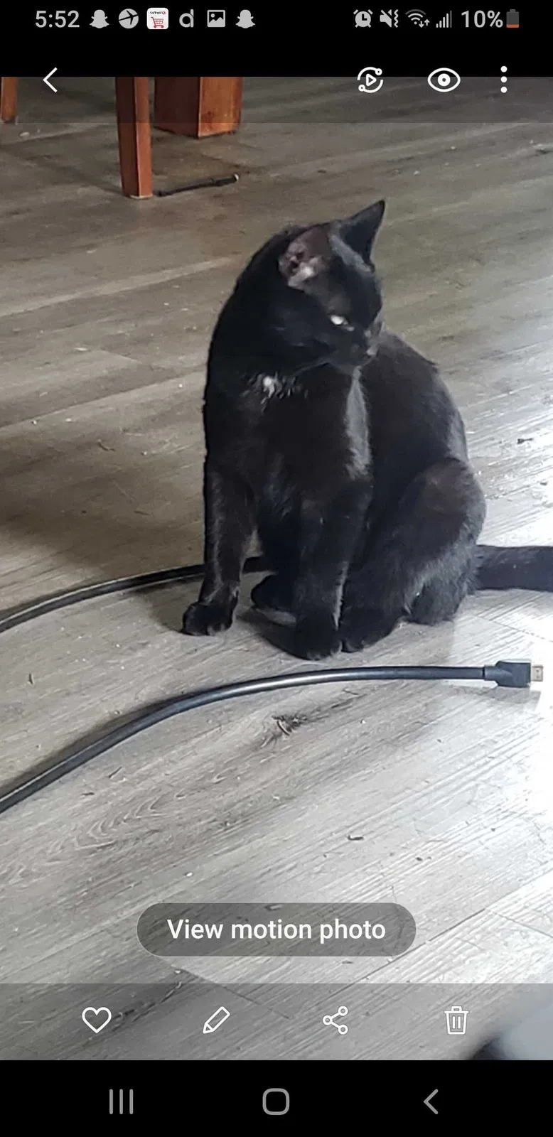 Lost cat in Olympia, WA, 98512