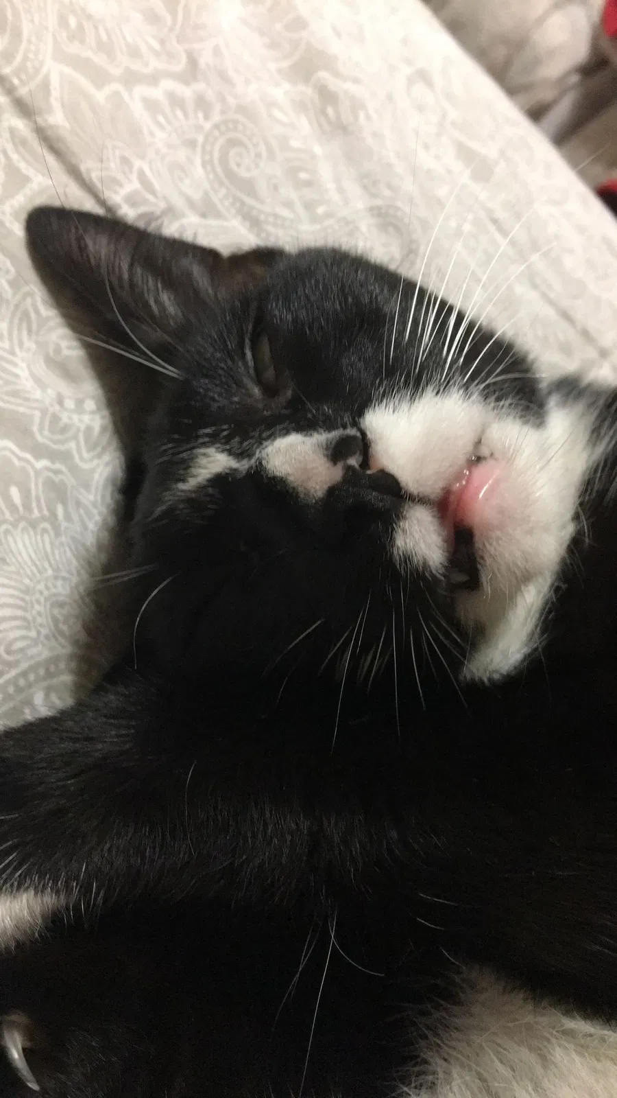 Lost cat in Unknown, FL, 33494