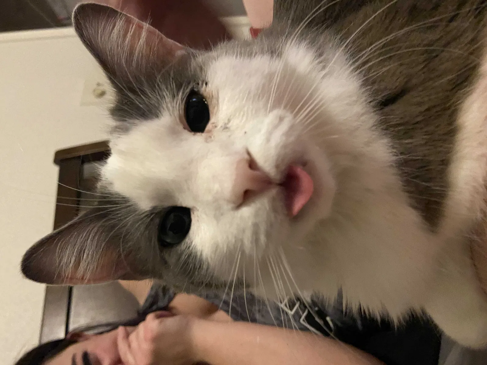 Lost cat in San Antonio, TX, 78218