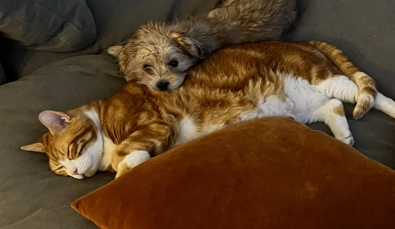 Lost cat in Palm Bay, FL, 32908