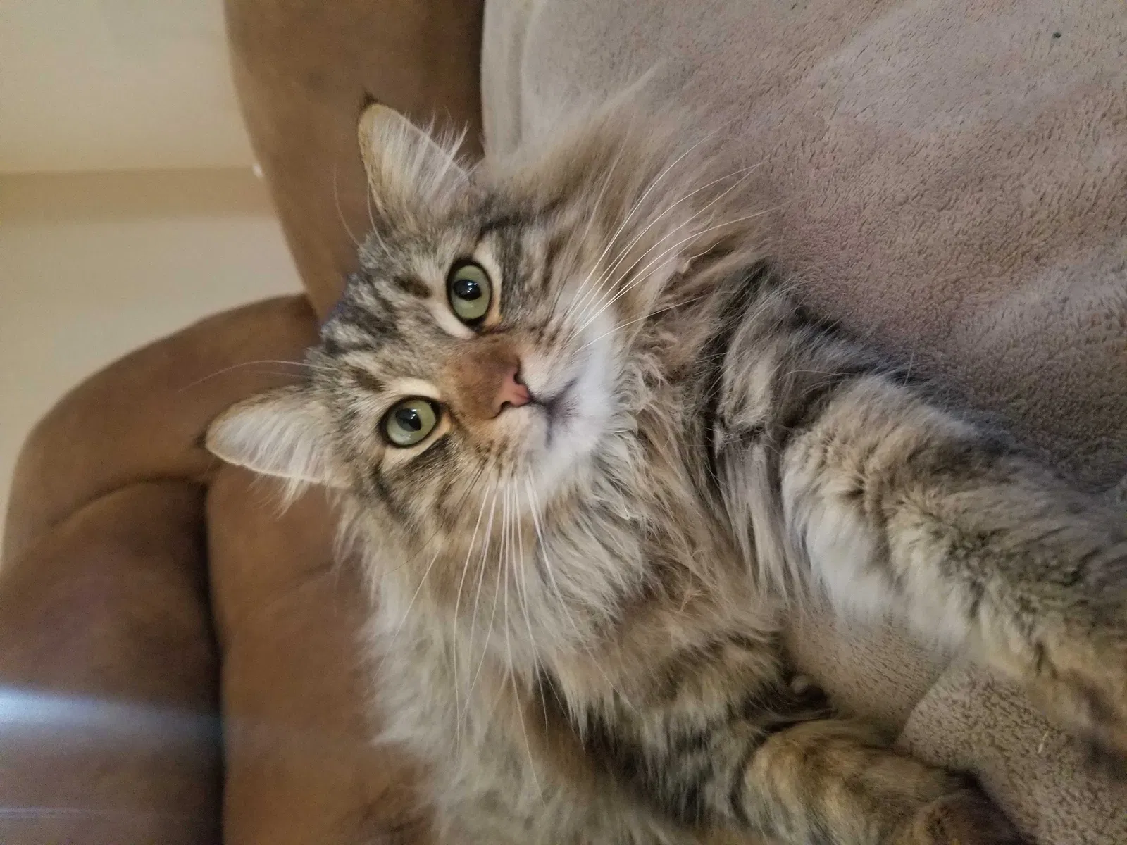 Lost cat in Brooklet, GA, 30415