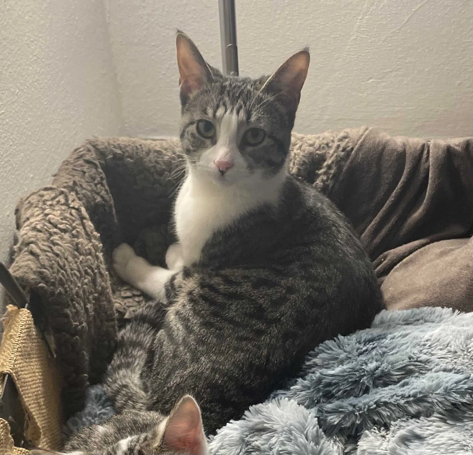 Lost cat in Milwaukee, WI, 53212