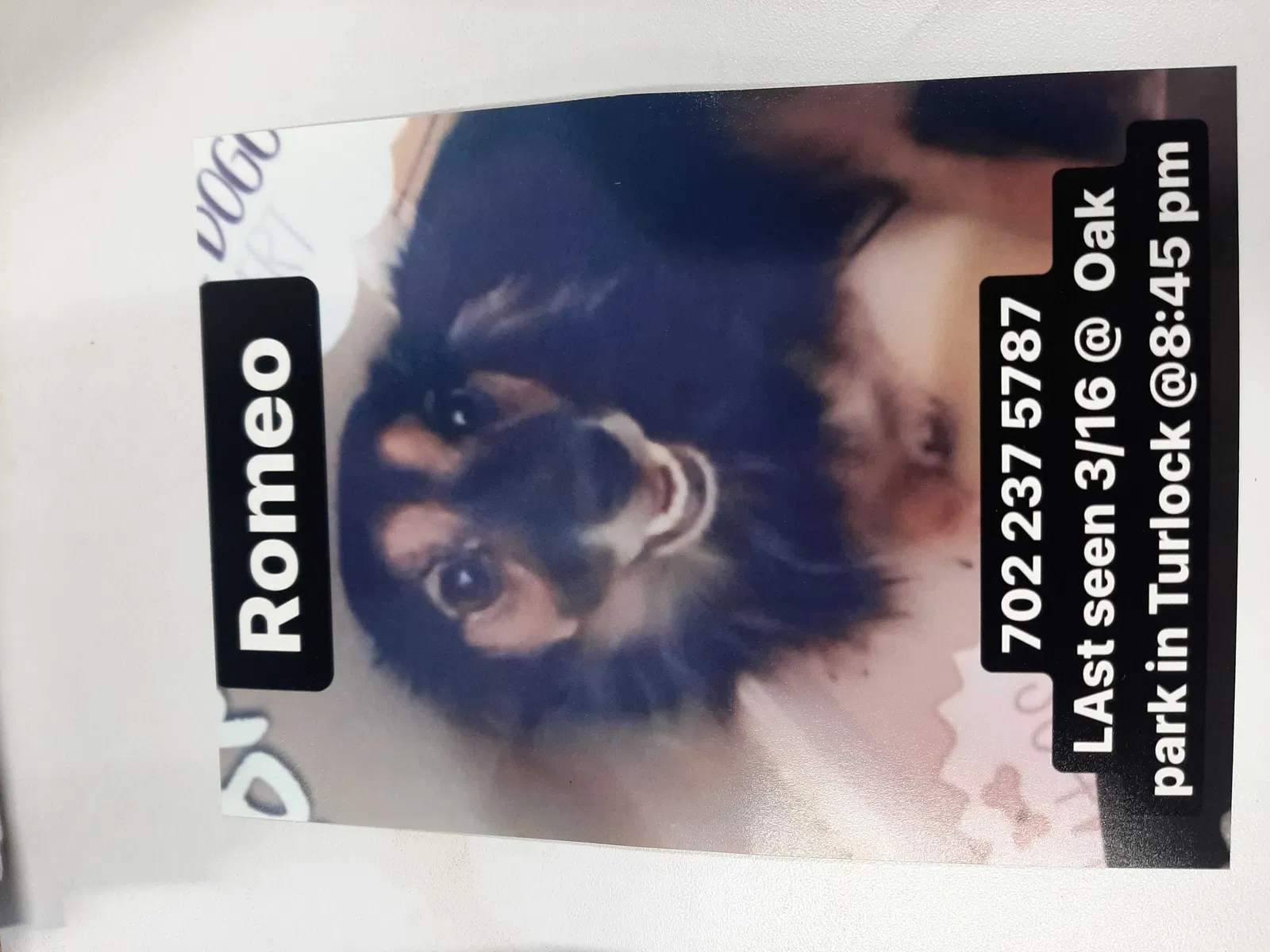 Lost dog in Turlock, CA, 95380