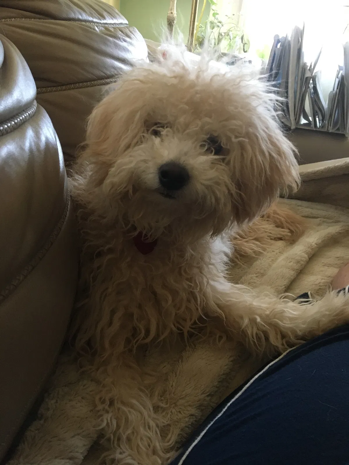 Lost dog in Glen Burnie, MD, 21061