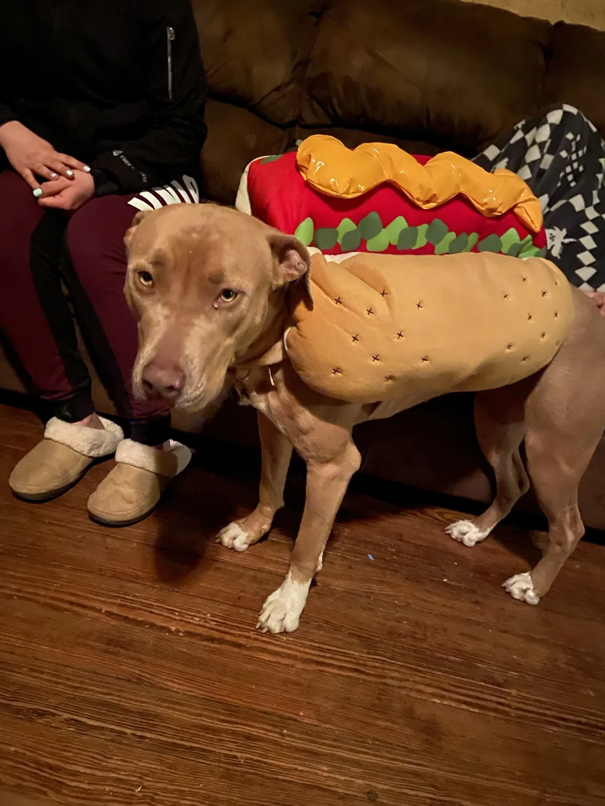 Lost dog in Fort Worth, TX, 76110