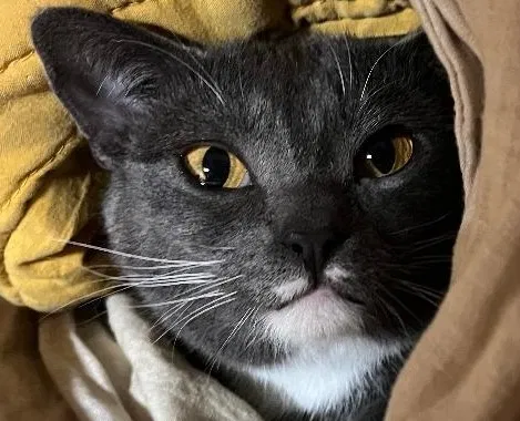 Lost cat in Jamestown, CA, 95327
