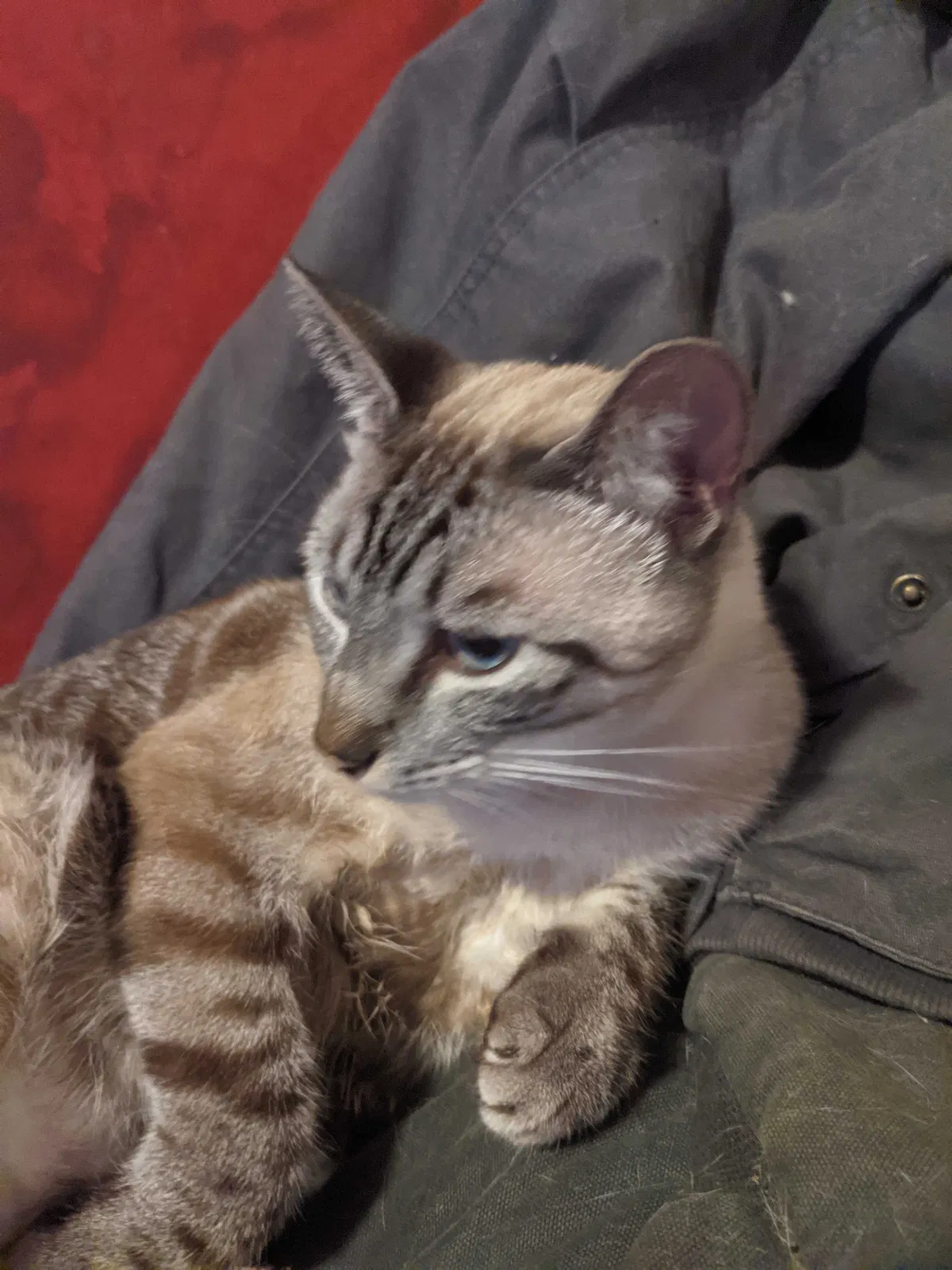 Lost cat in Conroe, TX, 77303