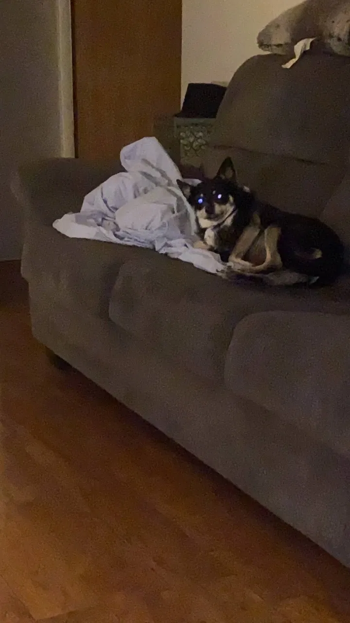 Lost dog in Glendale, AZ, 85301
