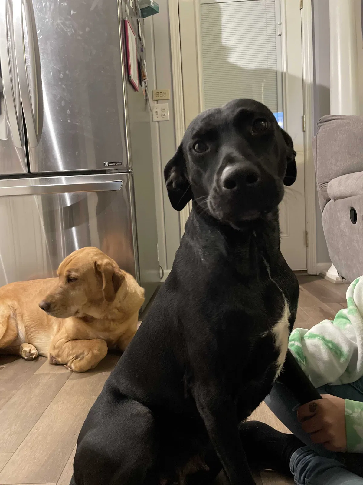 Lost dog in Gaston, SC, 29053