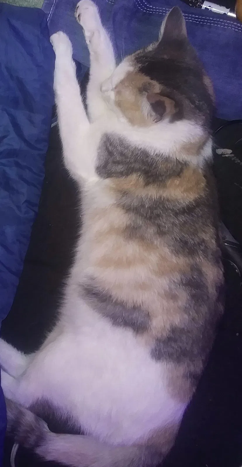 Lost cat in Tacoma, WA, 98408