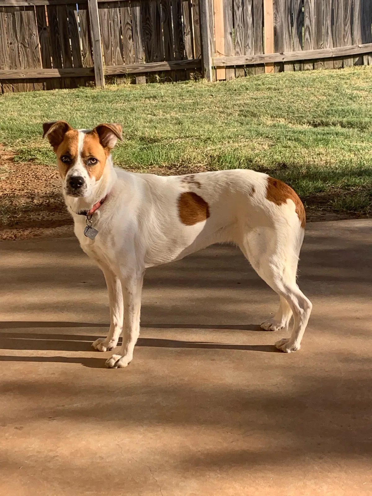 Lost dog in The Colony, TX, 75056