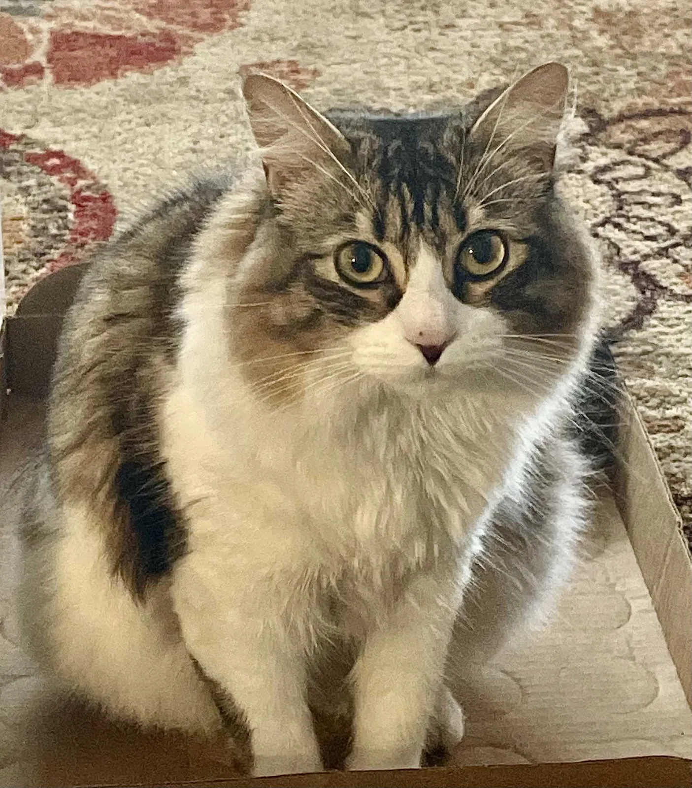 Lost cat in Mesa, AZ, 85201