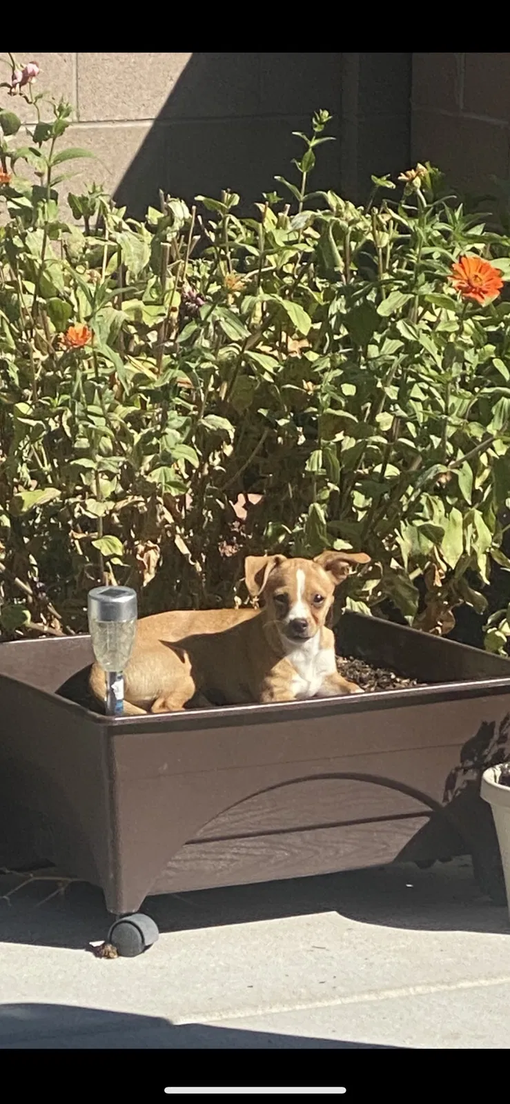 Lost dog in Albuquerque, NM, 87111