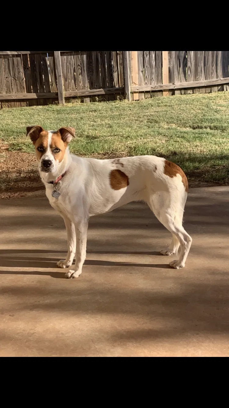 Lost dog in The Colony, TX, 75056