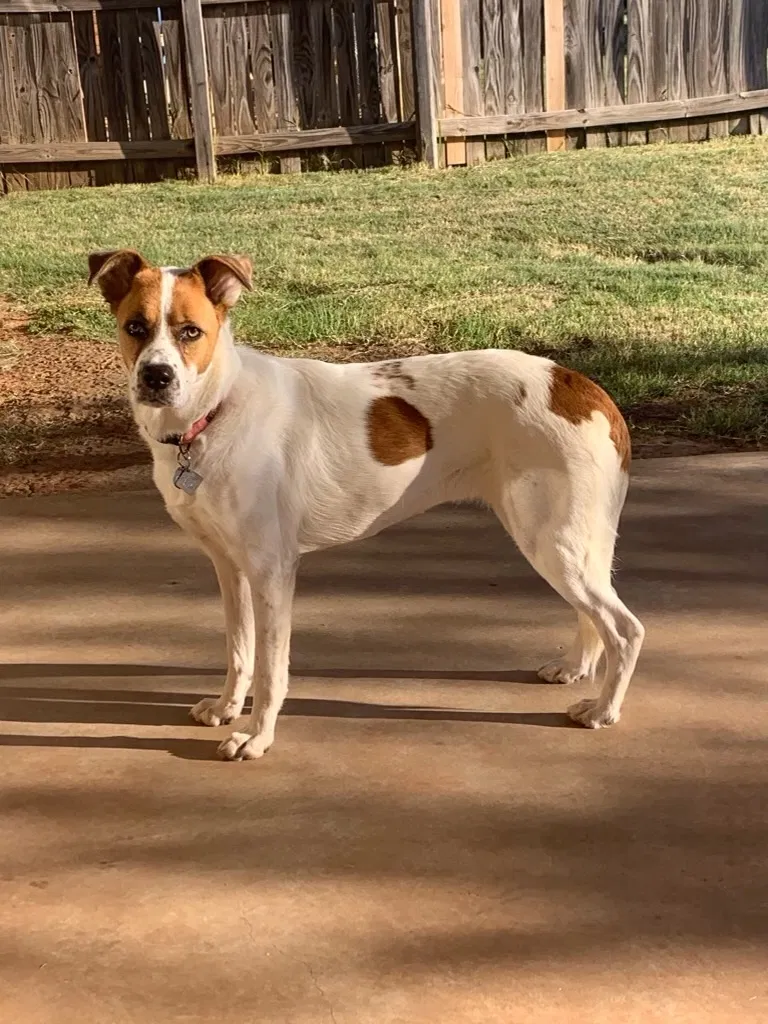Lost dog in The Colony, TX, 75056