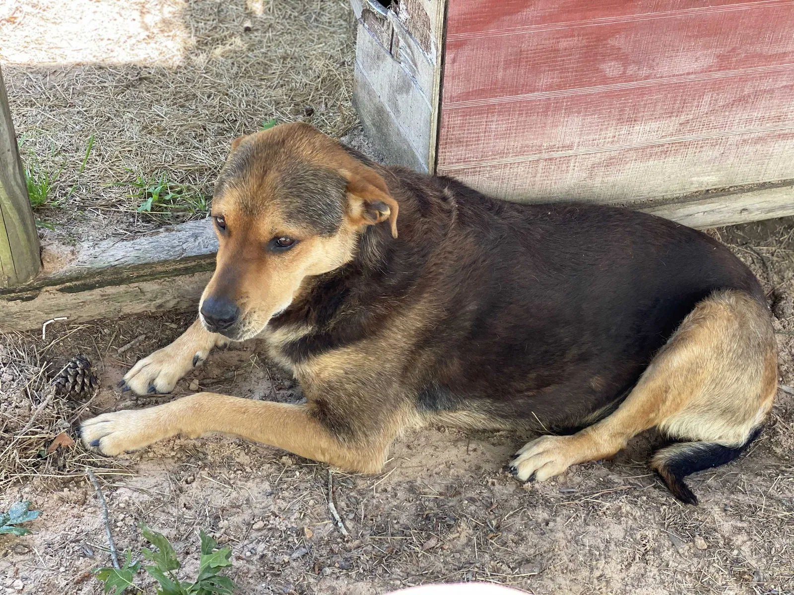 Lost dog in Kemp, TX, 75143