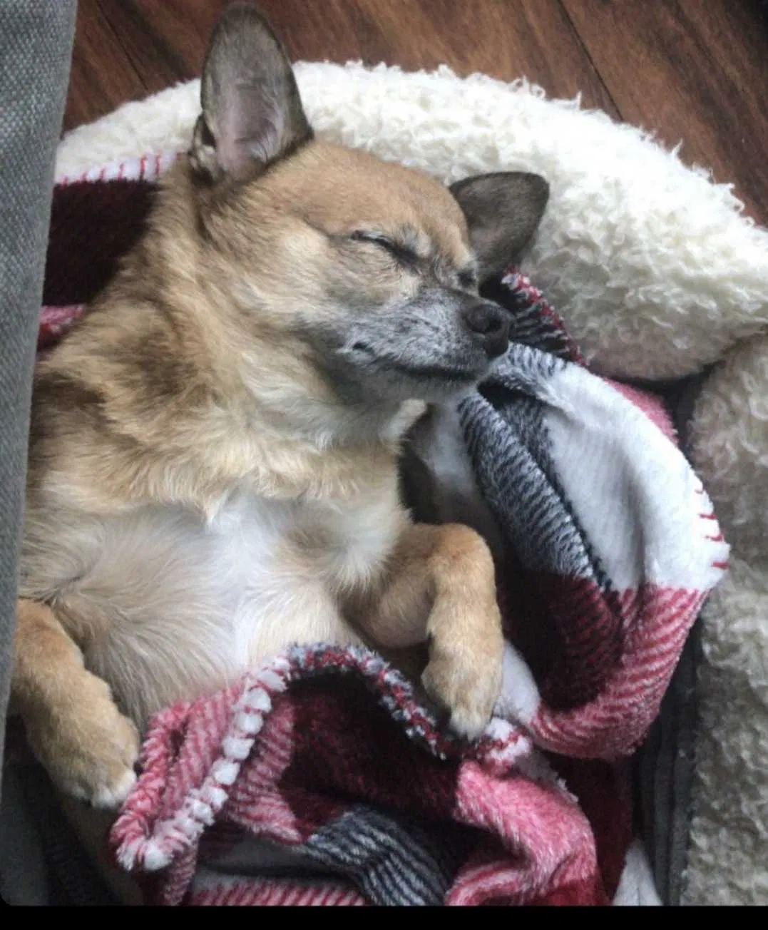 Lost dog in Everett, WA, 98201