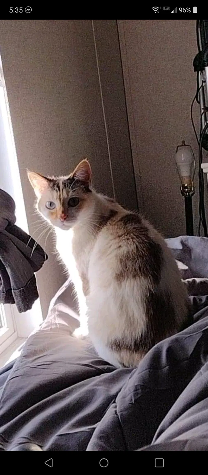 Lost cat in Radcliff, KY, 40160