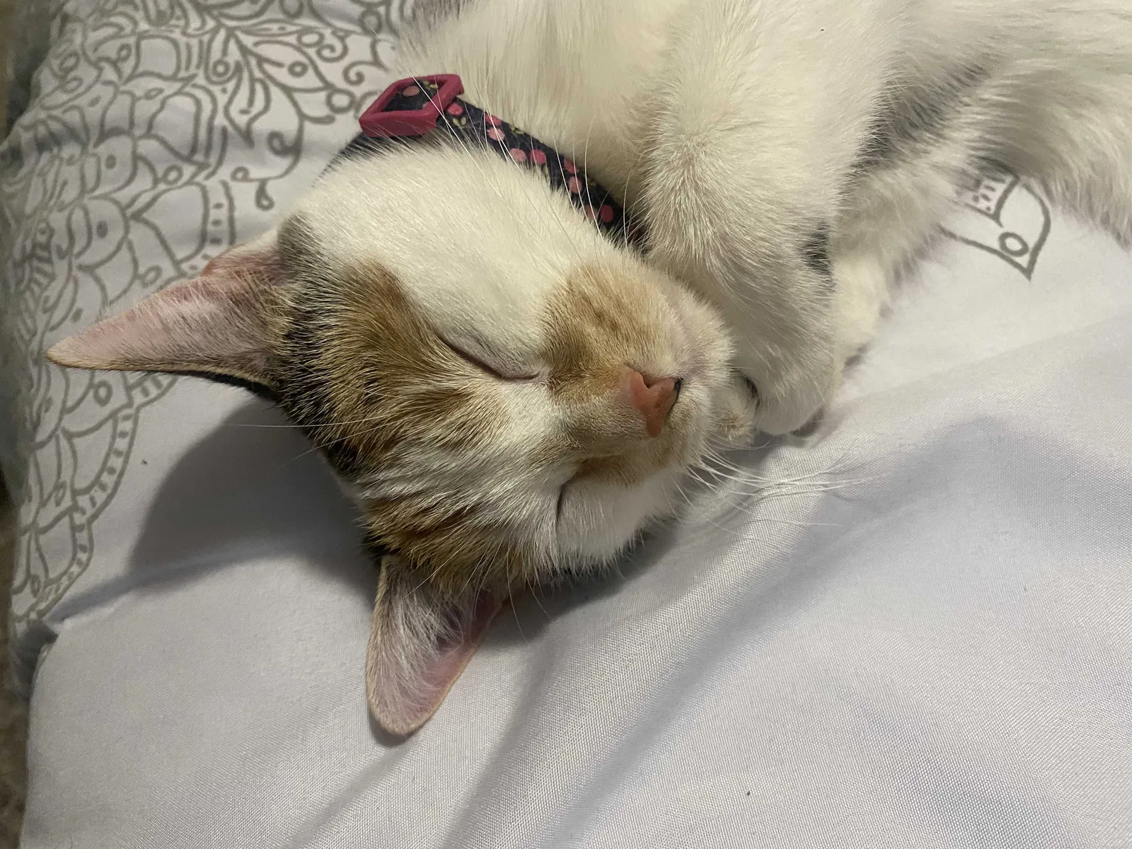 Found cat in Milwaukee, WI, 53214