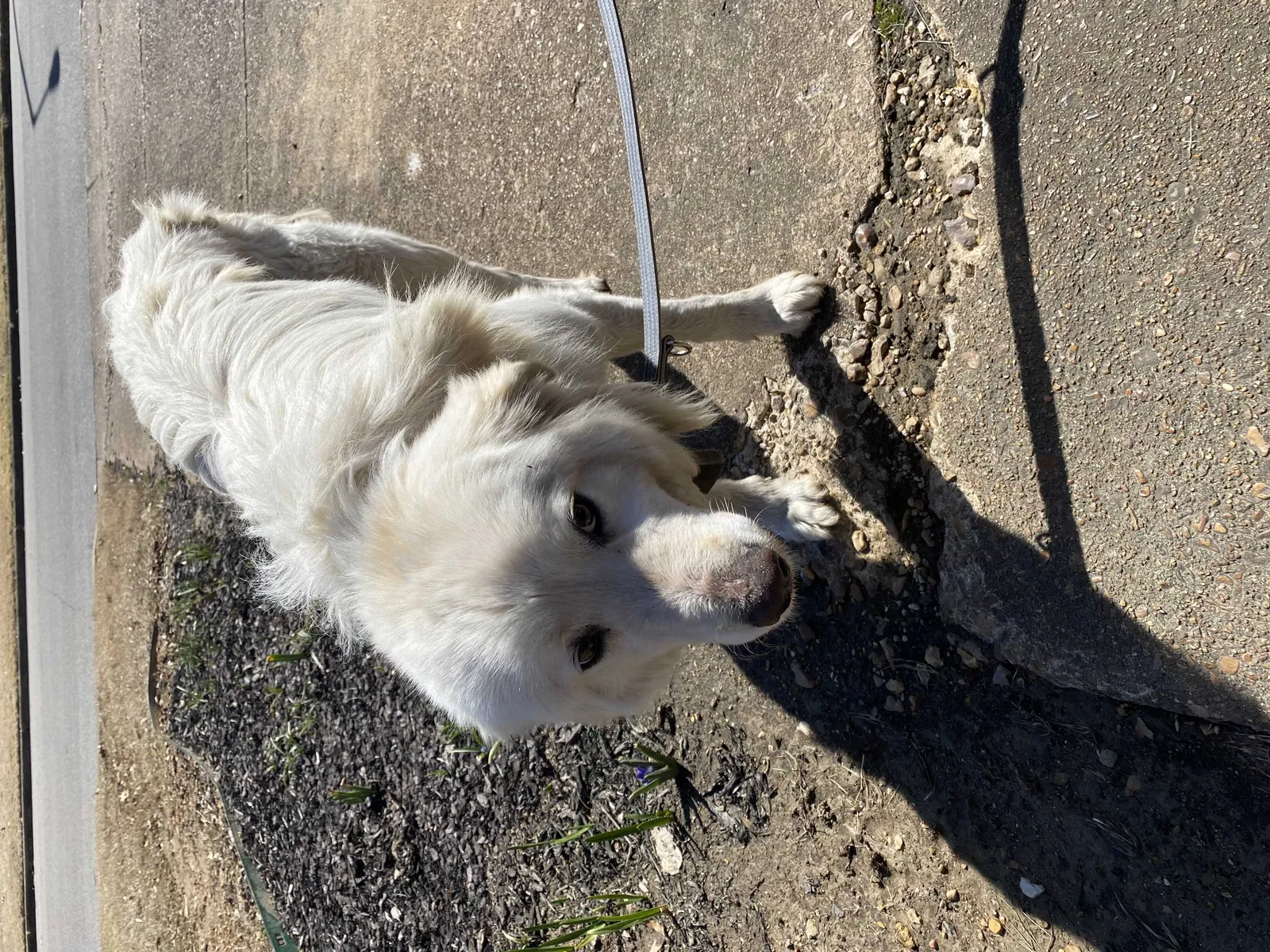 Found dog in Memphis, TN, 38119