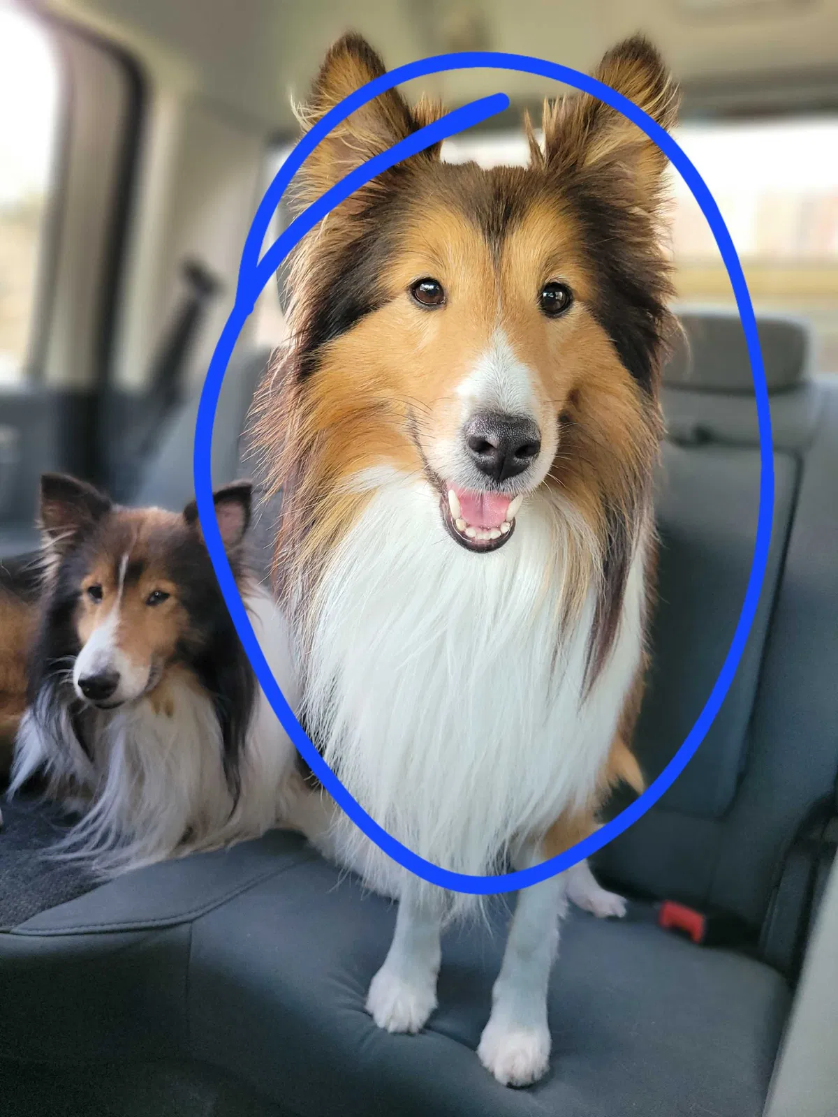 Lost dog in Dickinson, TX, 77539