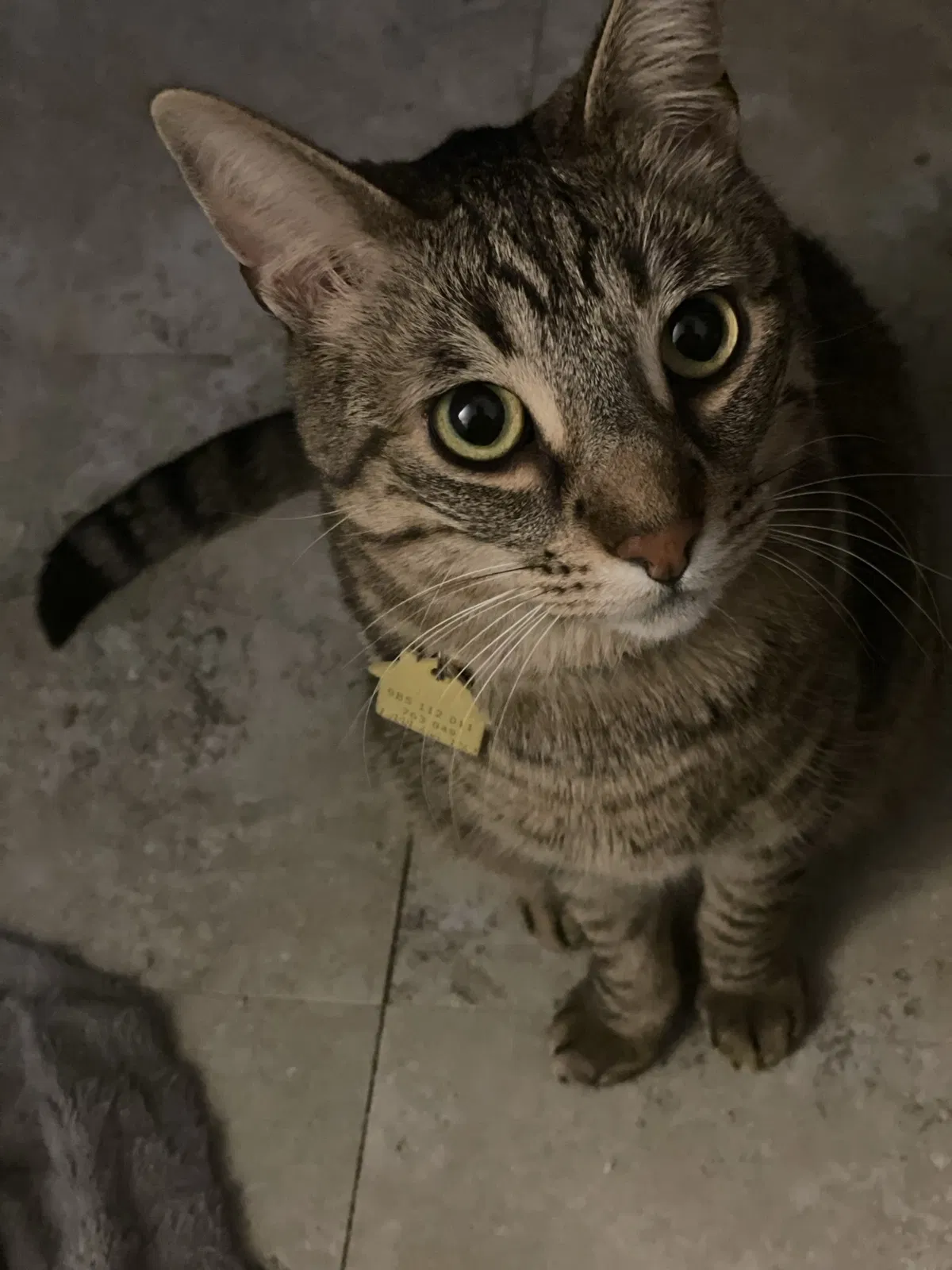 Lost cat in Rossford, OH, 43460