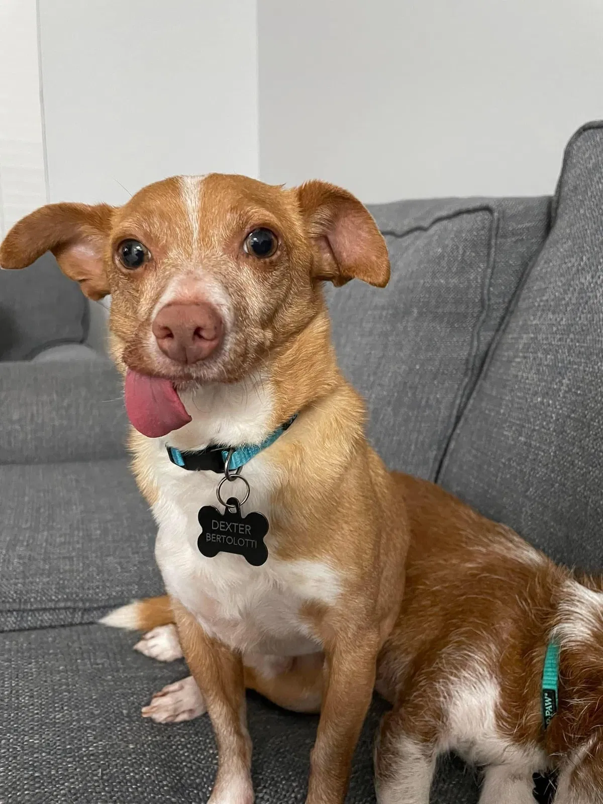 Lost dog in Bonita Springs, FL, 34135