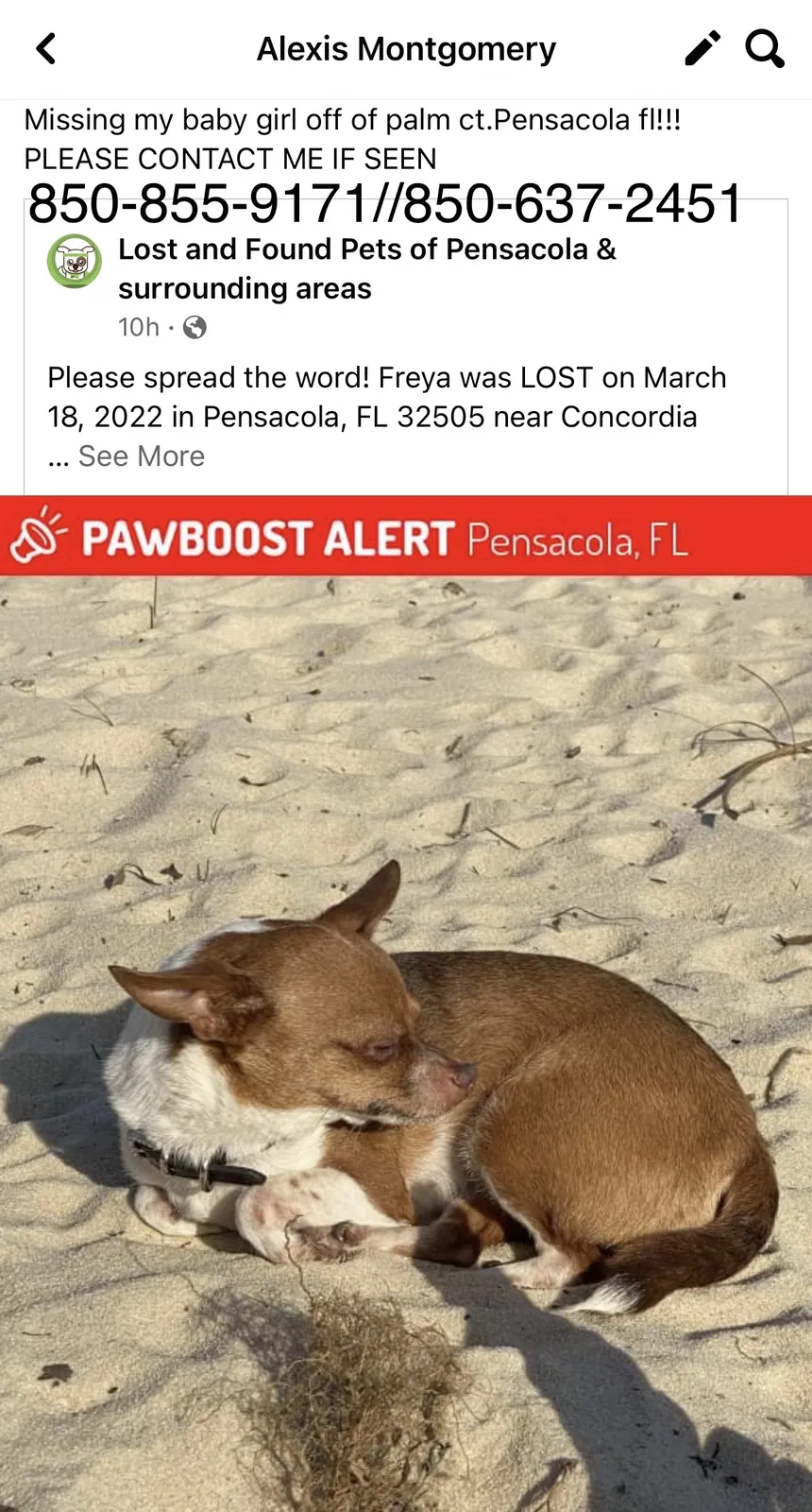 Lost dog in Pensacola, FL, 32505