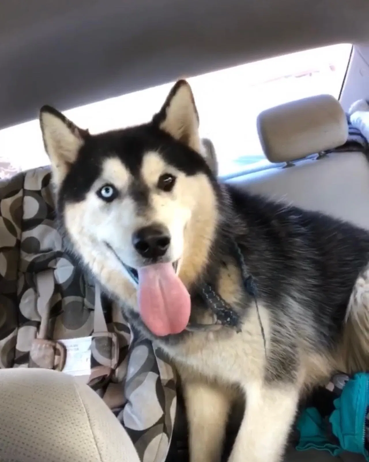 Lost dog in Stockton, CA, 95204