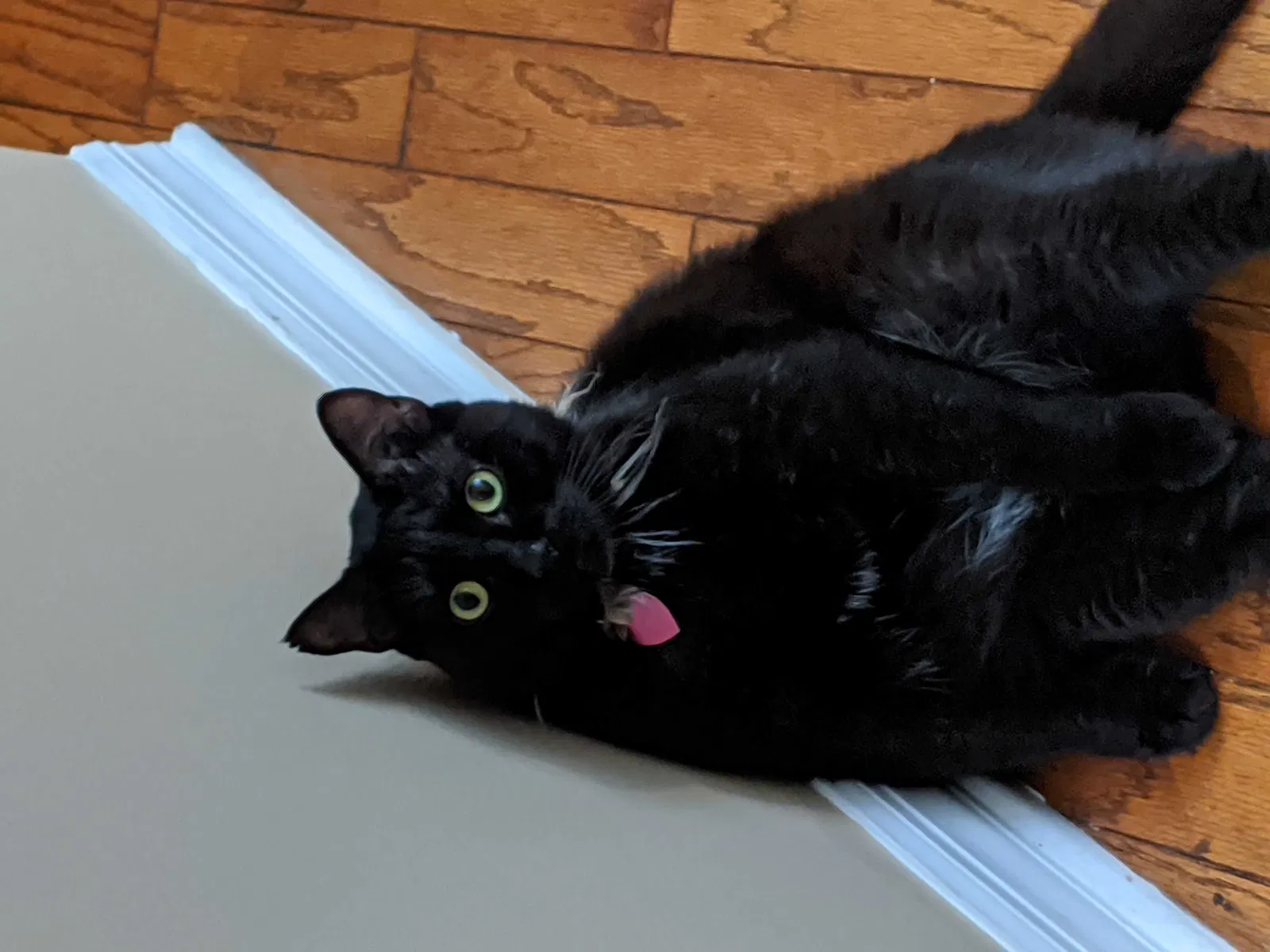 Lost cat in Birmingham, AL, 35216
