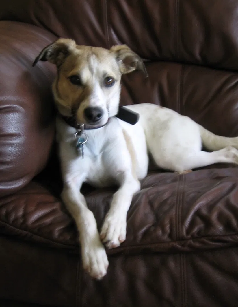 Lost dog in Nashville, TN, 37217