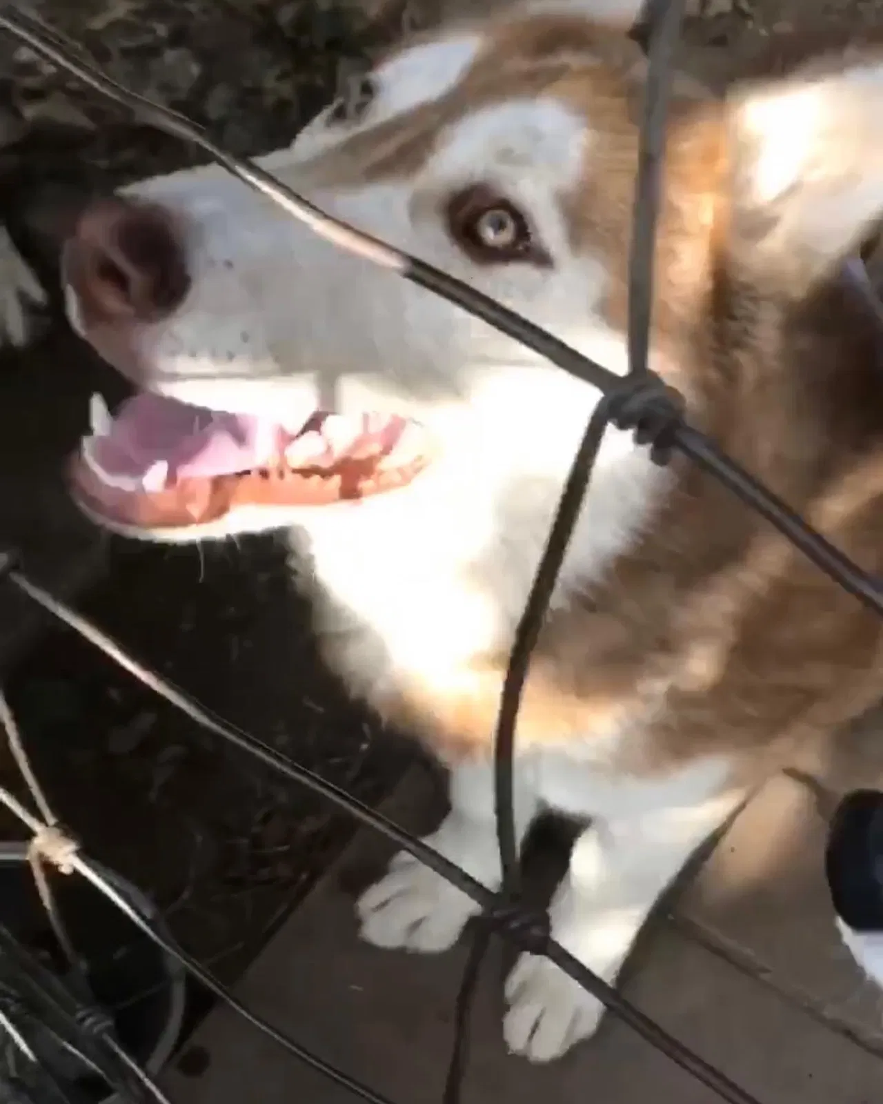 Lost dog in Stockton, CA, 95204