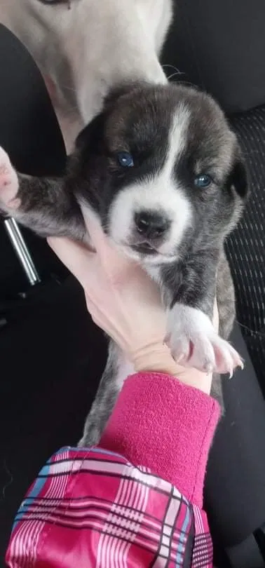 Lost dog in Jacksonville, FL, 32219