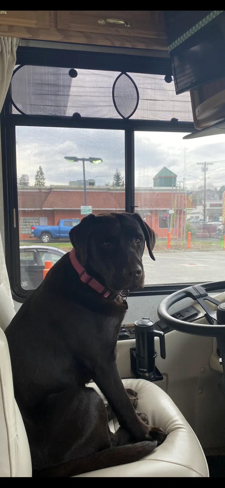 Lost dog in Westport, WA, 98595