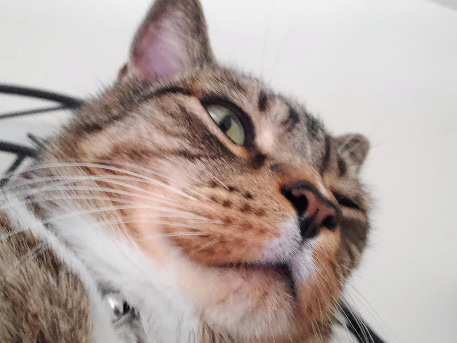 Lost cat in Minneapolis, MN, 55434